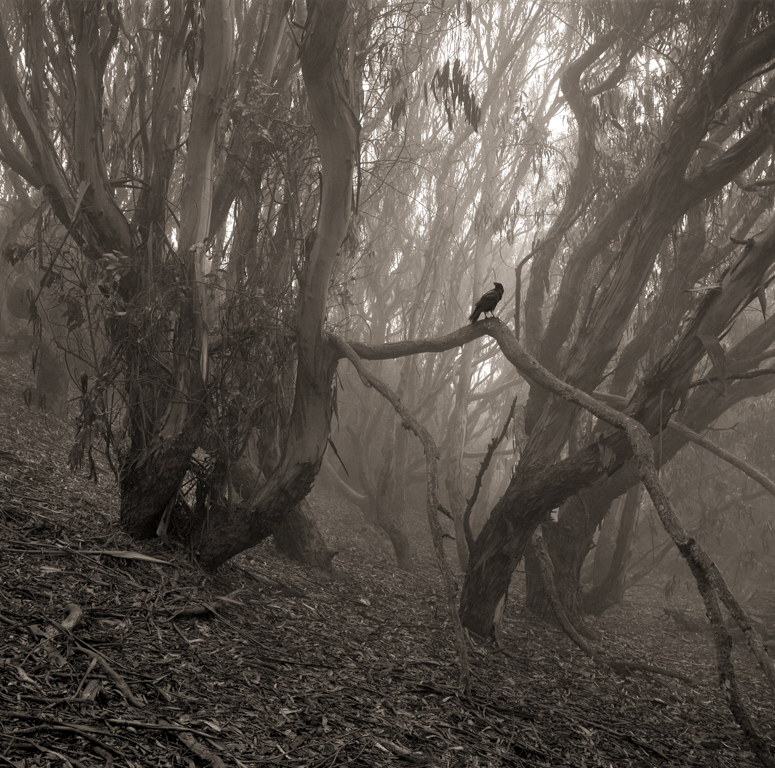 Crow, Fort Funston, 2014