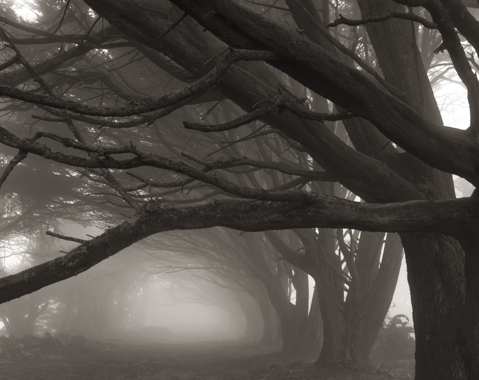 Cypresses, Skyline Drive, 1996