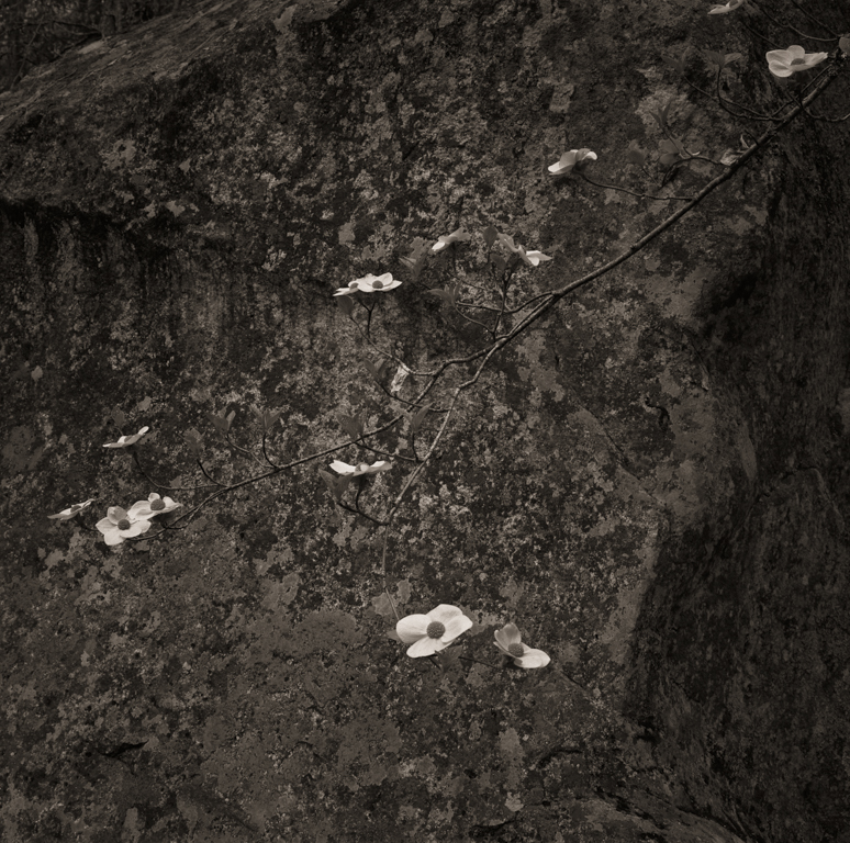 Dogwood & Granite, Yosemite, 2011