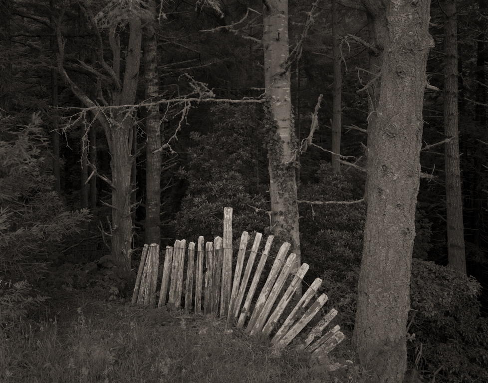 Fence, Ferguson Gulch, 1995