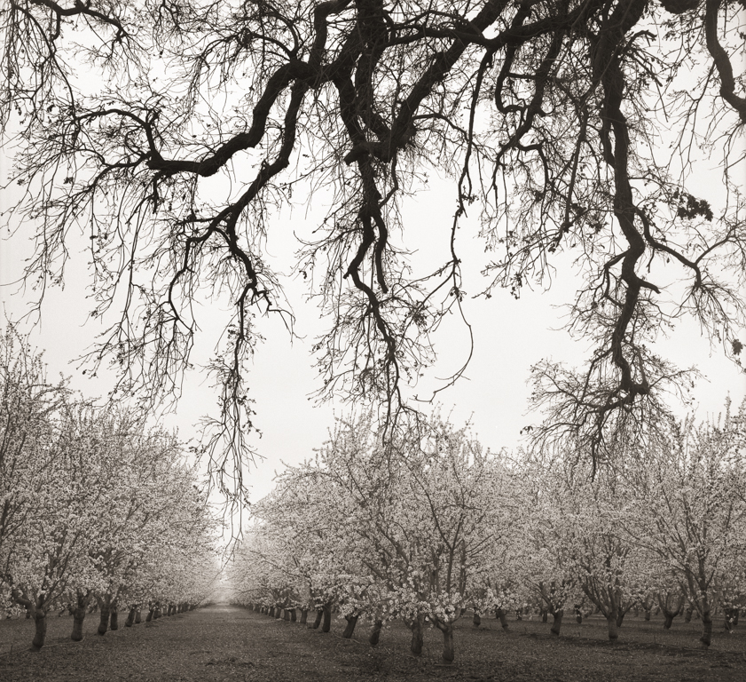 Oak & Orchard, Farmington, 2015
