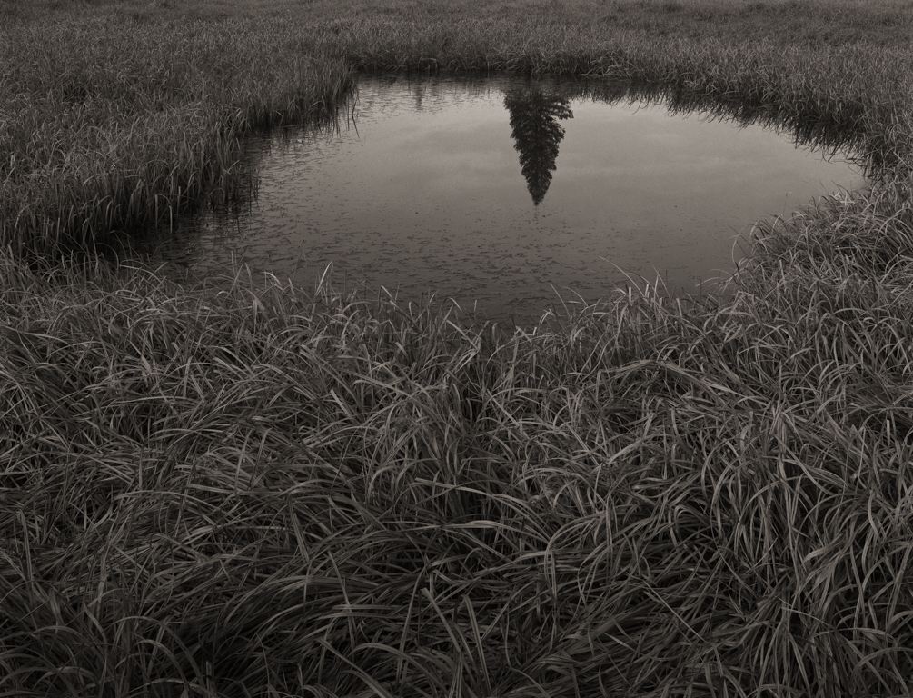 Reflected Pine, Tuolumne Meadows, 2015