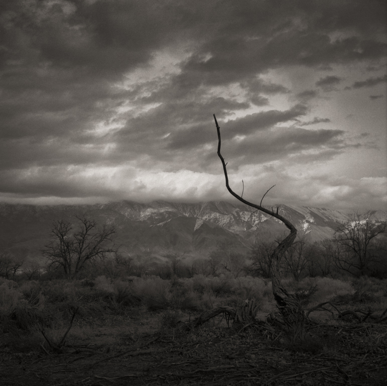 Snag, Manzanar, 2004