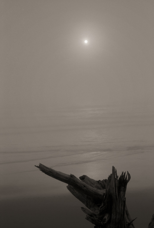 Stump, Ocean Beach, 2013