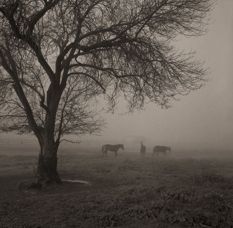 Three Horses, San Joaquin Valey, 2006